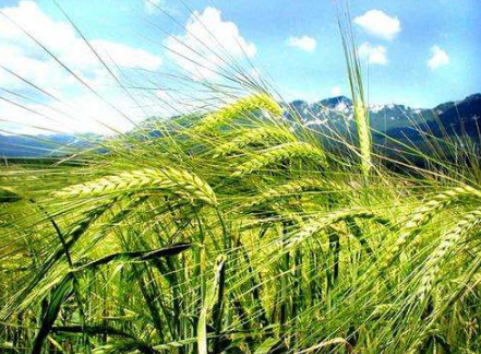 山東加快智慧農業(yè)發(fā)展 推動品牌農產品觸網營銷