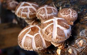 淺析農(nóng)村食用菌創(chuàng)業(yè)前景，開(kāi)拓致富新思路!