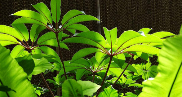 常見的綠色植物花卉，你是這樣養(yǎng)殖的嗎?趕緊看看!