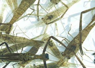 河蝦是價值比較高的水產(chǎn)品，養(yǎng)殖時我們要學(xué)會科學(xué)的方法