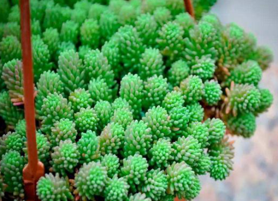 盤點幾種非常高雅的綠色植物