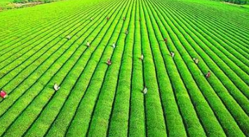 中國現(xiàn)代農(nóng)業(yè)發(fā)展新趨勢