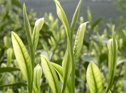 新增7項(xiàng)!浙江這些獲國(guó)家級(jí)保護(hù)的農(nóng)產(chǎn)品，有你家鄉(xiāng)的好味道嗎?