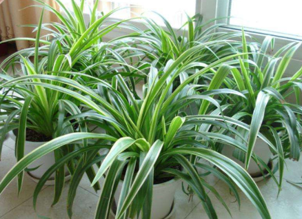 給室內(nèi)“裝修”了，快來看有哪些值得挑選的綠色植物