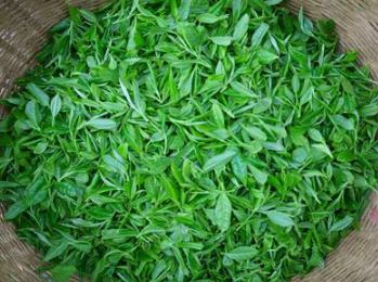 建德為實現(xiàn)茶產(chǎn)業(yè)振興添動力