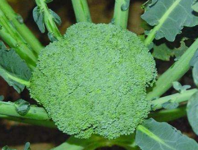 西蘭花種植技術：西蘭花怎么種能高產