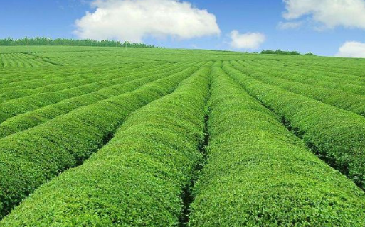 河北隆化提檔升級促現(xiàn)代農(nóng)業(yè)快速發(fā)展