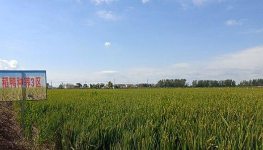 開展水稻綠色防控 助力“射陽大米”提質(zhì)增效