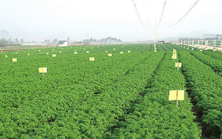 萊蕪市“三大引擎”高水平推進(jìn)特色產(chǎn)業(yè)打造現(xiàn)代農(nóng)業(yè)強(qiáng)市升級版