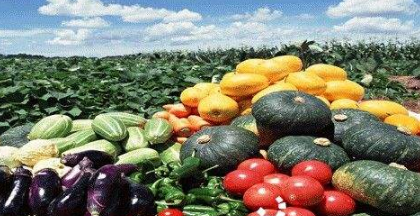 我們每個(gè)地方，都有自己獨(dú)特的農(nóng)產(chǎn)品!