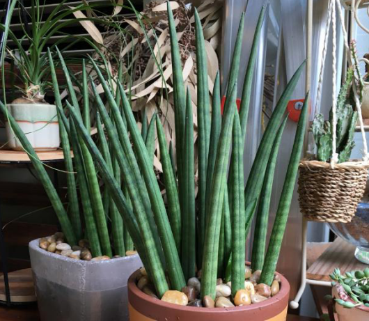 美化環(huán)境去除異味吸收油煙，這7種植物放在廚房，滿足你的需求