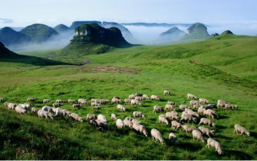 圍繞“五個堅持”貴州省加快推進山地生態(tài)畜牧業(yè)發(fā)展