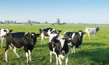 山丹縣畜牧業(yè)產(chǎn)值達4.8億元