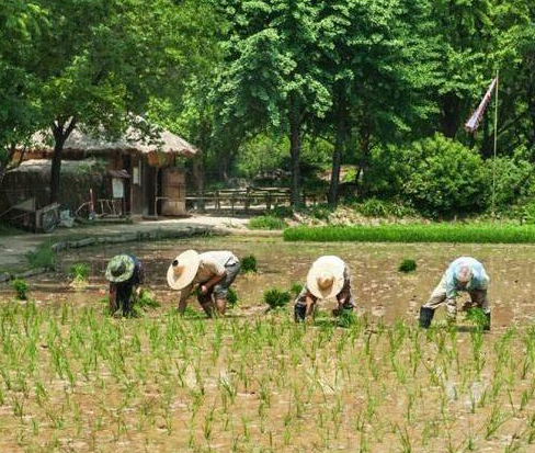 水稻田種植管理技術(shù)，有哪些方面需要注意，應(yīng)該如何實施?