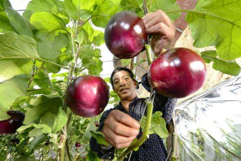 河北今年將創(chuàng)建52個(gè)省級(jí)以上特色農(nóng)產(chǎn)品優(yōu)勢區(qū)