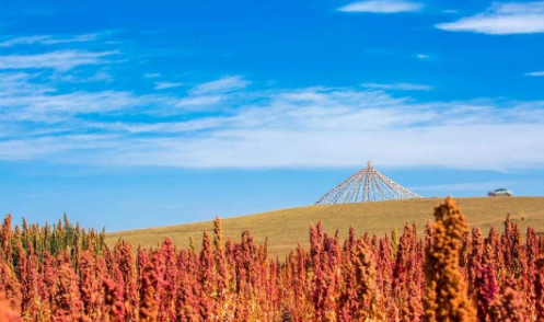 天?？h打造特色農(nóng)產(chǎn)品見(jiàn)成效 正式譽(yù)名為“中國(guó)高原藜麥之都”