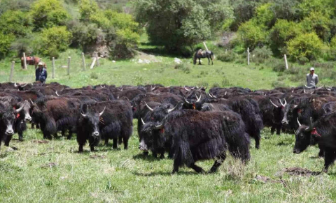 【西寧市】大通7個農(nóng)產(chǎn)品獲綠色無公害產(chǎn)品認證