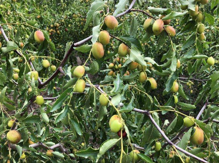 新疆特色農(nóng)產(chǎn)品搭乘電商快車銷量突飛猛進