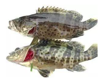 除了螺螄粉，物產(chǎn)豐富的廣西還有這么多特色農(nóng)產(chǎn)品~