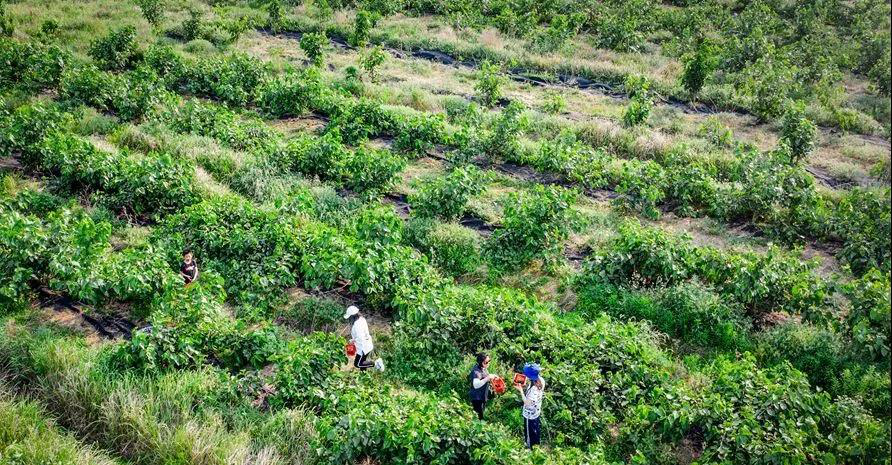 產(chǎn)地直銷不可行？產(chǎn)地農(nóng)產(chǎn)品批發(fā)市場將應(yīng)運(yùn)而生！