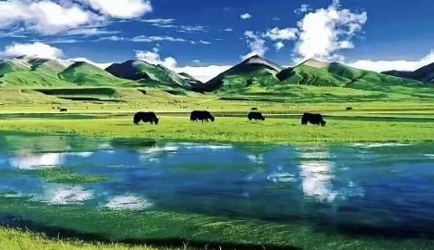 【每周優(yōu)品】天賜好奶—「迦境」牦牛奶，源自“黃金牧場(chǎng)”祁連山大草原