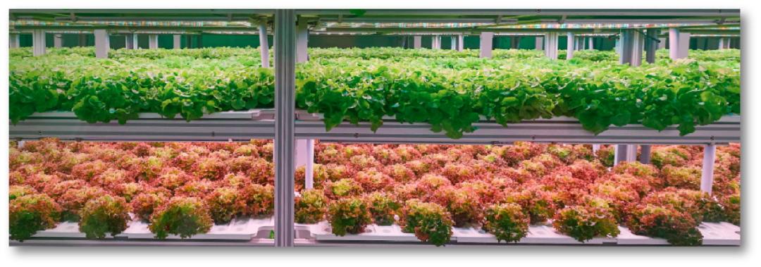 【每周優(yōu)品】綠翌生菜——讓每個(gè)人都能輕松地吃到健康無(wú)污染的蔬菜