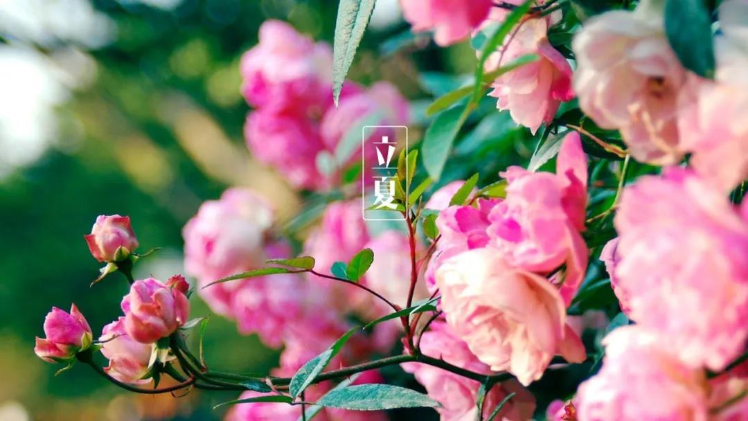 【熱?熱?熱?！】立夏已到，深圳氣溫直沖34℃！該怎么吃降降火？