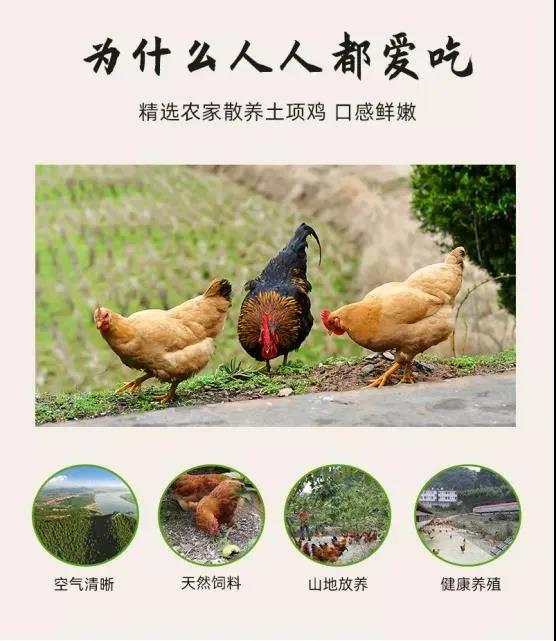 【每周優(yōu)品】馬山縣里當(dāng)鄉(xiāng)的當(dāng)紅“土雞”--瑤鄉(xiāng)人民的“土鳳凰”