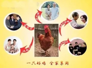 【每周優(yōu)品】綠色生態(tài)，天然散養(yǎng)——廣西崇左市江州區(qū)茘禾源生態(tài)雞