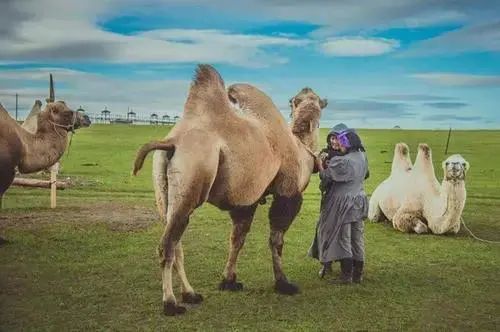 【每周優(yōu)品】健康長(zhǎng)壽之源——“0”添加純鮮駱駝奶