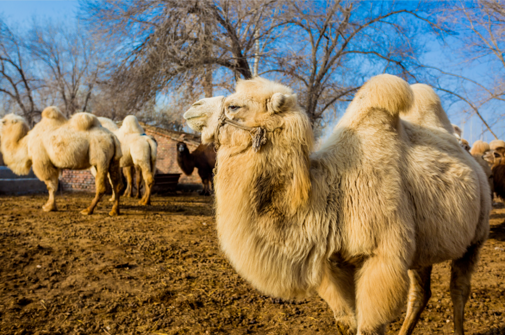 【每周優(yōu)品】?jī)?yōu)駝奶——來(lái)自大美新疆的奶中優(yōu)品