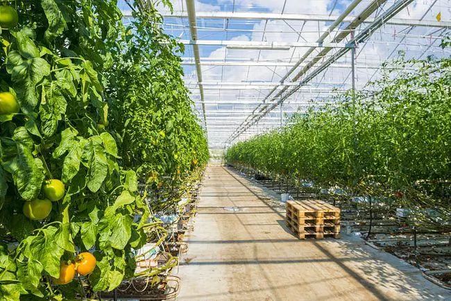 【農(nóng)業(yè)資訊】中國農(nóng)業(yè)現(xiàn)代化的基本趨勢與未來任務(wù)