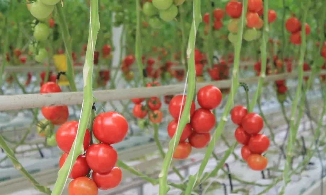 【農(nóng)業(yè)資訊】現(xiàn)代農(nóng)業(yè)園區(qū)如何實(shí)現(xiàn)高質(zhì)量發(fā)展？