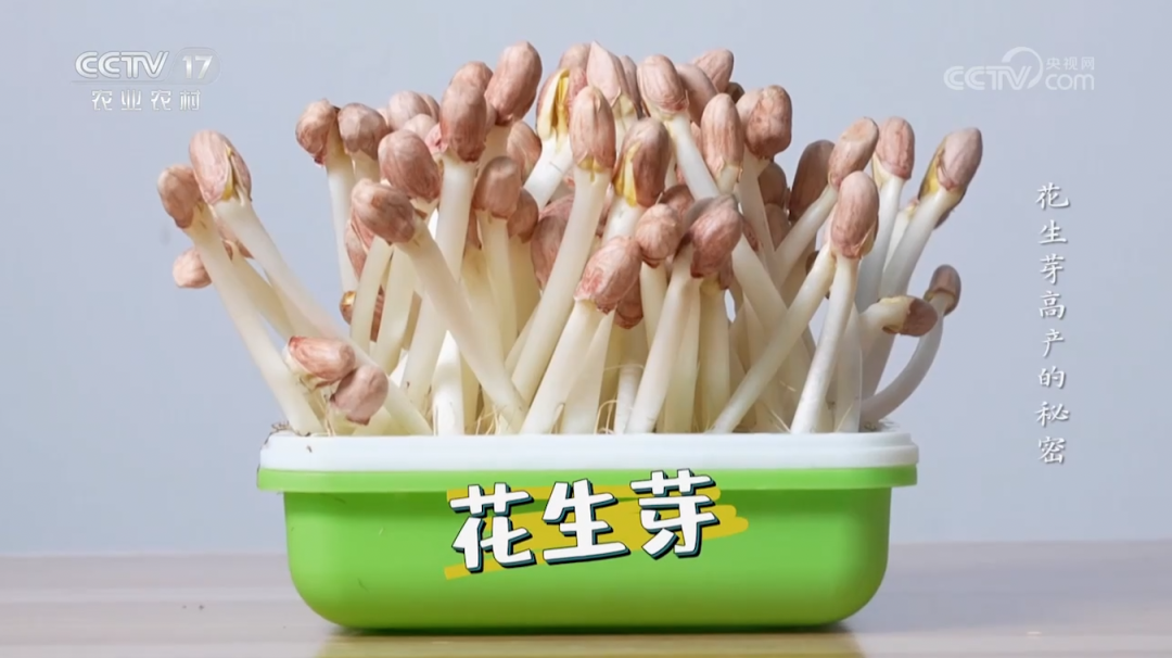 【綠色好心情】不聞不問(wèn)不管，這不就是我的夢(mèng)中情苗？