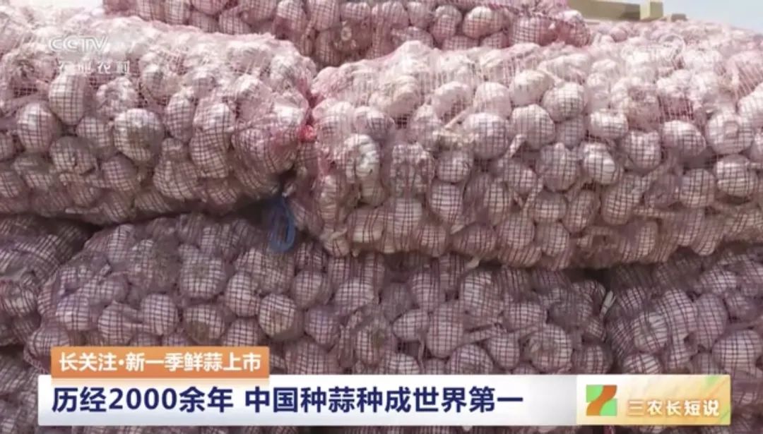 【綠色好心情】中國人一年鮮食大蒜約300萬噸，你愛吃大蒜嗎？
