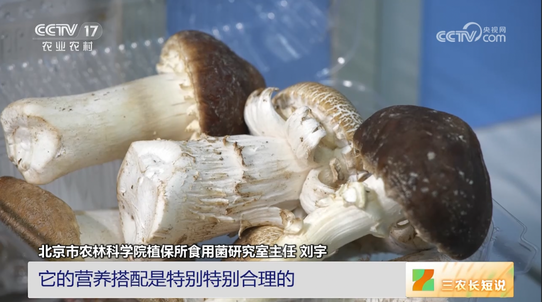 【綠色好心情】蘑菇的鮮味是從哪里來(lái)的？