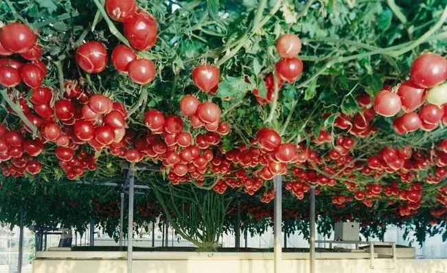 【展商風采】海珀尼卡水氣耕載培技術一一農業(yè)種植的革命性成果