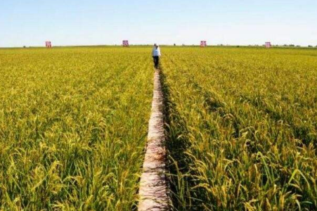 綠色食品有哪些優(yōu)勢(shì)?有什么生產(chǎn)條件?