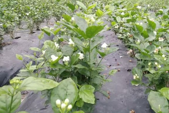 茉莉花采摘正好當(dāng)時(shí) 茶產(chǎn)業(yè)發(fā)展形勢(shì)良好