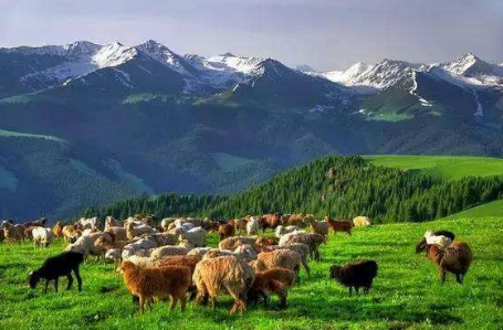 新疆福?？h：草原畜牧業(yè)轉(zhuǎn)型升級 唱響新時(shí)代田園牧歌