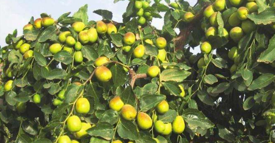 新疆農(nóng)產(chǎn)品為何如此受歡迎?看完你會(huì)有答案!