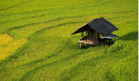 雨山區(qū)做強現(xiàn)代農(nóng)業(yè)探索鄉(xiāng)村振興新路