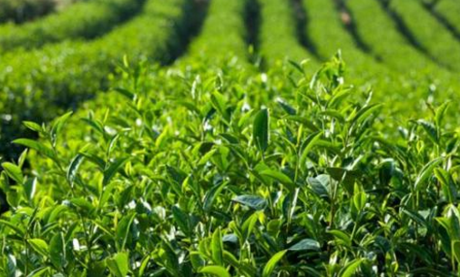 做強做大茶產(chǎn)業(yè) 打造增收新途徑