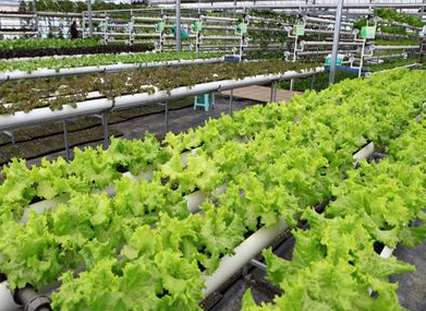 環(huán)首都現(xiàn)代農(nóng)業(yè)科技示范帶建設(shè)項(xiàng)目“結(jié)新果”