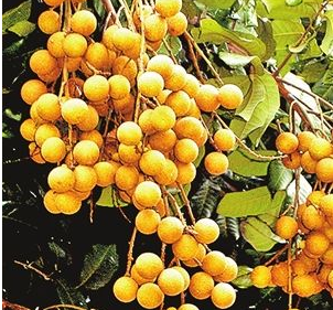 廣東雷州推進現(xiàn)代農業(yè)發(fā)展戰(zhàn) 處處瓜果飄香