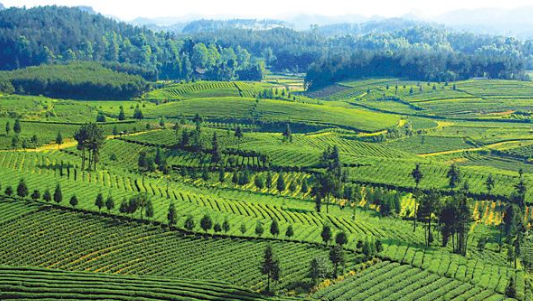 向有機要品質(zhì) 向生態(tài)要效益—利川忠路鎮(zhèn)創(chuàng)建全域有機茶產(chǎn)業(yè)基地