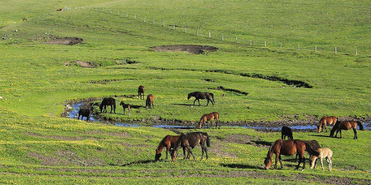 新疆畜牧業(yè)全新景觀：打造現(xiàn)代畜牧業(yè)綠色發(fā)展“升級版”