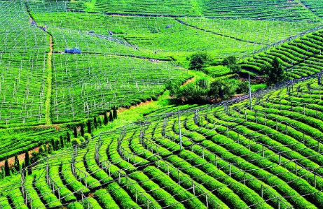 常州大力推動生態(tài)循環(huán)種植：“綠色灌溉”為農(nóng)產(chǎn)品添上“綠色保險”