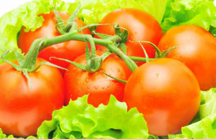 綠色食品西紅柿如何種植呢