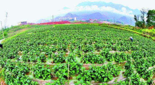 三地展開(kāi)果蔬畜牧水產(chǎn)林業(yè)加工合作